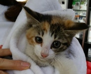 [유실동물 공고] 서울 마포서 좌측 후지지골 골절 당한 생후 3개월 삼색 아기 고양이 구조