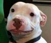 입꼬리 올려서 웃는 강아지 표정 너무 귀여워 팔에다가 문신으로 새긴 집사의 마음