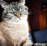 그곳에서도 행복하렴…조랭이떡 짤 탄생 시킨 고양이 그리움에 집사가 올린 사진