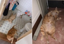 종양인 줄 알고 심장 철렁 내려앉은 고양이 집사 놀라게 만든 뜻밖의 진료결과