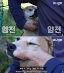태어나서 견생 처음으로 사람 손길 경험한 떠돌이견 출신 광숙이의 리얼 반응