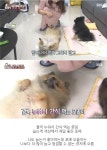 바닥만 보면 자꾸 드러눕는 포메 강아지가 동물농장 제작진한테 선물 받고 보인 반응