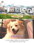 바닥만 보면 자꾸 드러눕는 포메 강아지가 동물농장 제작진한테 선물 받고 보인 반응