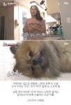 바닥만 보면 자꾸 드러눕는 포메 강아지가 동물농장 제작진한테 선물 받고 보인 반응