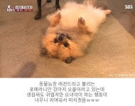 바닥만 보면 자꾸 드러눕는 포메 강아지가 동물농장 제작진한테 선물 받고 보인 반응