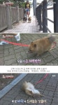 바닥만 보면 자꾸 드러눕는 포메 강아지가 동물농장 제작진한테 선물 받고 보인 반응