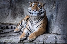 관람객 보고 있는 앞에서 호랑이한테 공격 당해 현장서 숨진 동물원 사육사