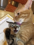 집사야, 제발 도움!! 도움!!!…친구 꽉 붙잡고 격하게(?) 애정 담긴 그루밍하는 고양이