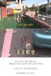 일촉즉발 상황 속에서 눈 마주친 어미 고양이 어이없게(?) 만든 동물농장 PD의 한마디