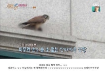 세상에 이런일이 촬영 도중 자식처럼 보살피던 참새가 큰 새에게 잡아먹혀 멘붕 온 남성