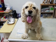 [유실동물 공고] 해맑게 웃는 아이…통영 죽림해안로서 구조된 아메리칸 코카 스파니엘