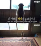 고양이가 미어캣이랑 한지붕 아래서 같이 살다보면 실제 일어나는 놀라운 행동