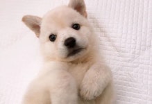 수원 구운동 하천 다리 밑에서 구조된 아기 강아지 몽순이에게 가족이 되어주세요
