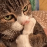 발에서 꼬랑내 나는지 킁킁 맡으며 심각하게 목욕 고민(?) 중인 더티 냥이