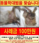 부산 1호선 두실역 근처 만삭 임신묘를 불로 지진 동물학대범을 찾습니다