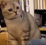 다른 고양이랑 바람(?) 피는 집사 보고 나라 잃은 표정짓는 일편단심 냥이