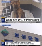 안락사 시킨 유기견 사체 담은 포대 속에서 살아있는 채로 발견된 새끼 강아지 근황