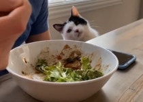 혼자만 샐러드 맛있게 먹고 있는 집사 뚫어져라 쳐다보며 한입 달라 시위 중인 시크 고양이