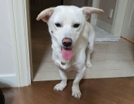 김해 달무리수변공원서 떠돌아다니다 구조된 은동이가 평생 함께해 줄 가족을 찾아요