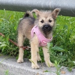 빌라 주차장 기둥에 집도 없이 묶여져 있다 구조된 똥꼬발랄 오즈의 가족이 되어주세요