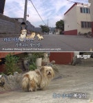 눈앞에서 아내와 새끼들이 사람 손에 잡혀간 걸 보고 충격 받아 트라우마에 빠진 강아지