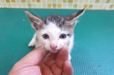[유실동물 공고] 똘망똘망한 눈망울에 한없이 귀엽고 사랑스런 고등어색 아기 냥이 구조