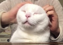 집사가 손으로 구석구석 두피 마사지 정성껏 해주자 고양이가 잠시후 보인 반응