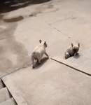 시멘트 바닥에 발라당 뒤집어져 있는 친구 보고 심각하게 고민에 빠진 댕댕이의 찐표정