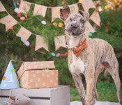 주인의 끔찍한 학대로 한쪽 눈 잃고 턱 삐뚤어졌는데도 사람만 보면 꼬리 흔드는 강아지