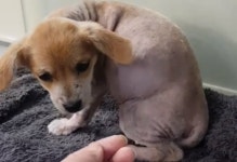 공영주차장 화장실에 홀로 버려진 상처 때문에 사람 손길마저 피하는 강아지 루시