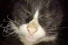 추위에 얼어붙은 몸 녹이려고 불앞에 있다가 그만 수염 몽땅 타버린 고양이의 찐표정