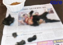 부천 주택가에서 사체 훼손된 새끼 고양이…현상금 100만원 살해범 찾습니다