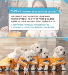 태어나 처음 증명사진 찍는데 너무 귀엽게 나란히 앉아 있다는 삼성화재 안내견들