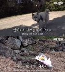 손만 뻗으면 부르르르 경기 일으켰던 동물농장 강아지 다롱이가 무지개 다리 건넜습니다
