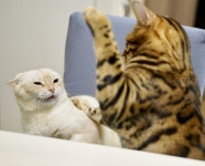 얘가 나 때렸어ㅠㅠ…친구랑 싸웠다가 머리 한대 맞고 아파서 서러워하는 고양이