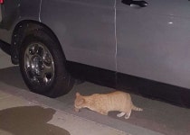 사람들 관심에 항상 하악질만 하던 길고양이가 따뜻한 손길 받자 개냥이 됐다