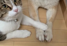 병원 가는건데 산책 가는 줄 알고 신나서 들뜬 시바견 진정시키는 눈치 빠른 고양이