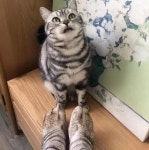 참치캔 따줬던 캔따개가 자신과 똑닮은 두 발 보여주자 친구인 줄 알고 멘붕(?) 온 냥이