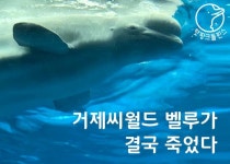 벨루가 타기 체험 논란 거제씨월드에서 11살 암컷 벨루가 아자 결국 폐사