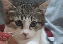 형제들과 함께 길아이들 밥터에서 구조된 하얀 양말 신은 미모 냥이 토리