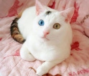 쓰레기장에서 버려진 채 발견돼 지금의 집사 만나 미모 냥이가 된 고양이