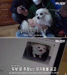 멀쩡하게 이름 등록돼 있는 포메라니안이 충격적이게도 개농장에서 발견됐다