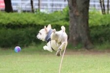 댕댕이랑 화창한 날씨에 공 가지고 공원 산책 나가면 이런 똥꼬발랄 모습을 볼 수 있어요