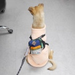 한쪽 눈 뽑히고 턱 골절돼 입 못 다물던 학대 강아지 힘찬이에게 새 가족이 생겼습니다