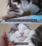 단 한번도 아이들을 괴롭히지 않았습니다…근황 공개하며 복귀한 유튜버 갑수목장