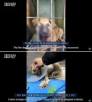 한쪽 눈 뽑히고 턱 빠져 입 다물지 못했던 강아지 힘찬이 가족이 되어준 수의사 정체