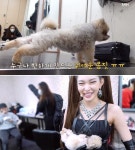 개농장 번식견이었지만 체구 작고 교배 되지 않아 버려진 강아지 임보 자청한 청하