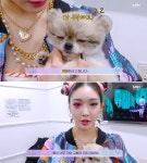 개농장 번식견이었지만 체구 작고 교배 되지 않아 버려진 강아지 임보 자청한 청하