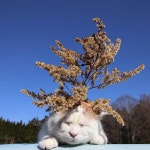 머리 위에 꽃 올려놓고 낮잠 자는 모습으로 얼굴가 미소 짓게 만드는 꽃냥이 고양이