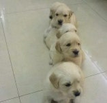 밥 먹을 시간 다가오자 일렬로 줄서서 자기 차례 기다리는 뽀시래기 아기 댕댕이들